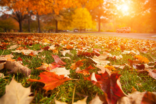 Autumn