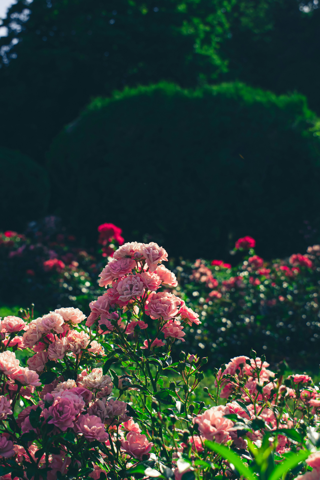 anastacia-dvi-lkiyeainupi-unsplash.jpg