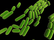 Bacillus Subtilis S