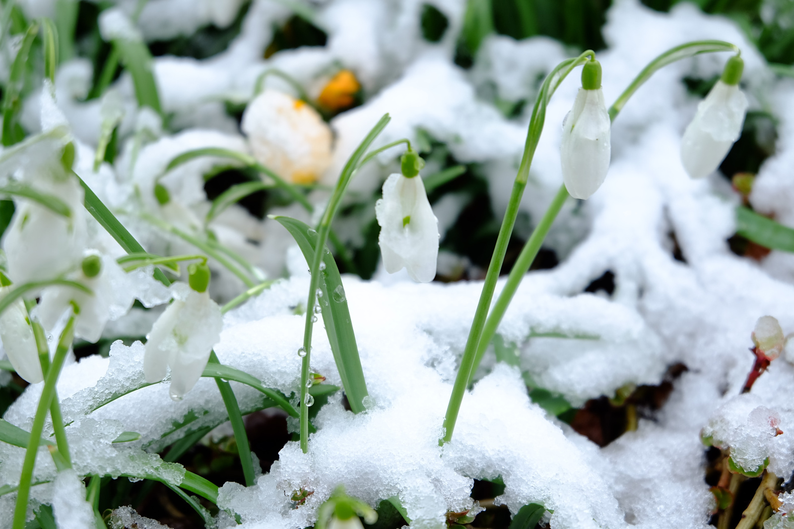 closeup-snowdrops-covered-snow-sunlight.jpg