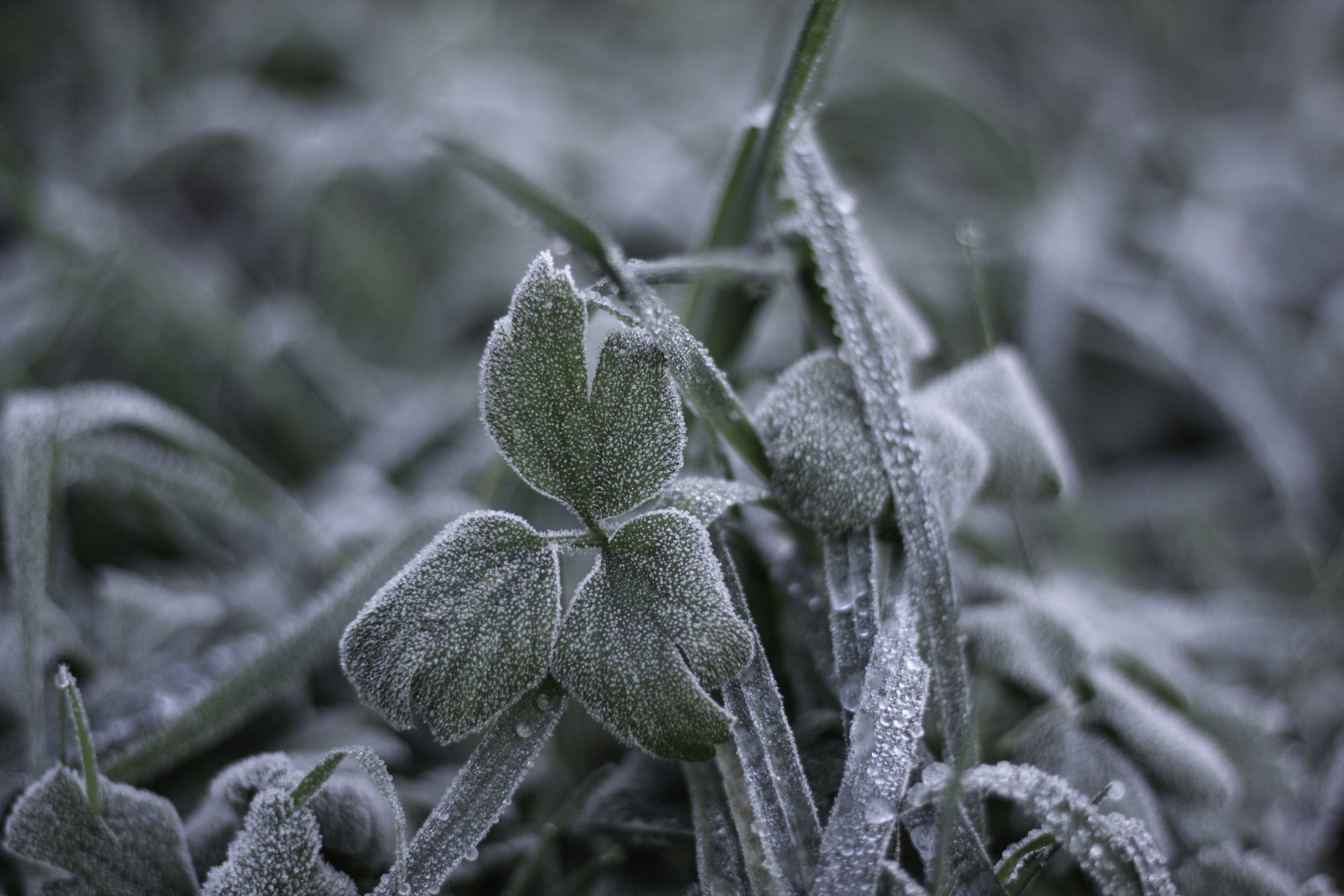 extreme-closeup-frost-grasses-weeds-garden.jpg