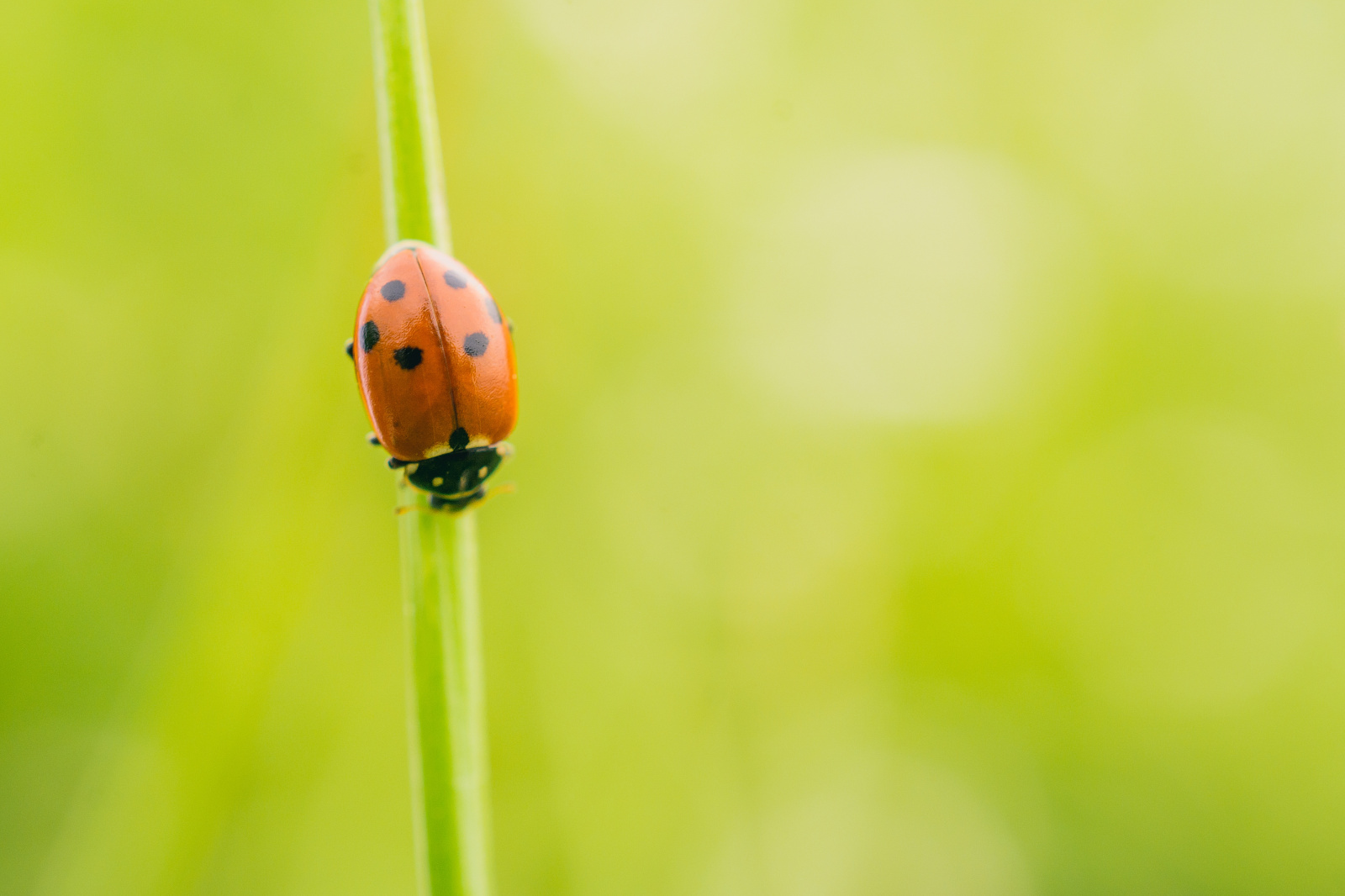 selective-focus-shot-ladybird-beetle-plant-field-captured-sunny-day.jpg