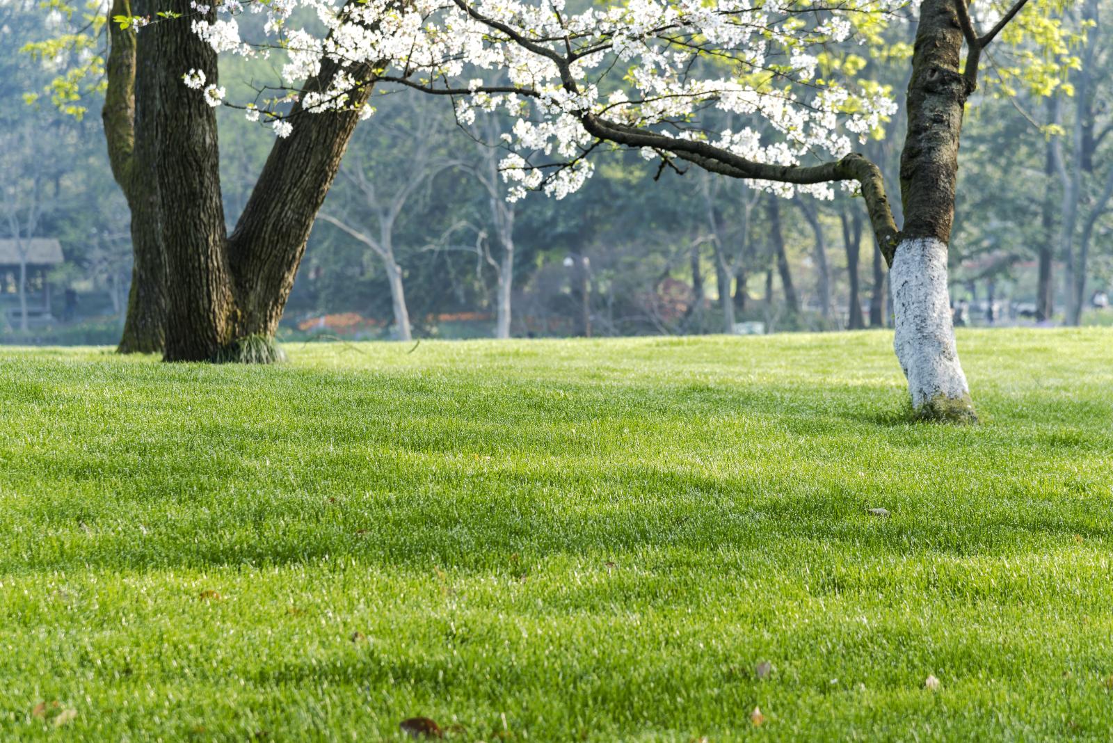 tree-lawns.jpg